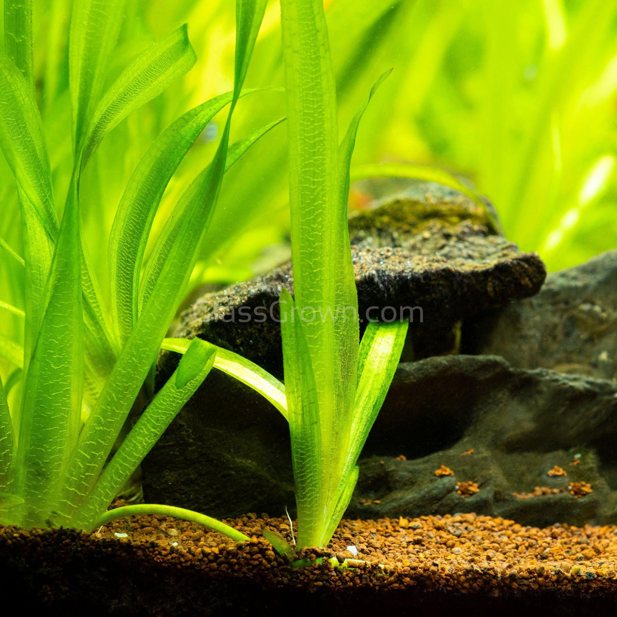 Jungle Vallisneria 3 Pack