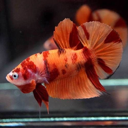 Betta Nemo (Male)