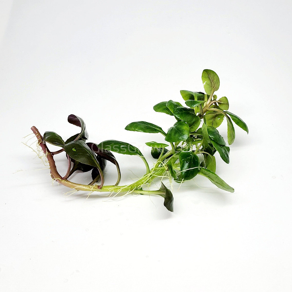 Cardinal Plant (Lobelia Cardinalis)