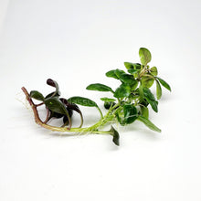 Cardinal Plant (Lobelia Cardinalis)