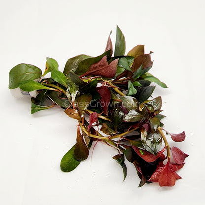 Bunch Ludwigia Repens Dark Red