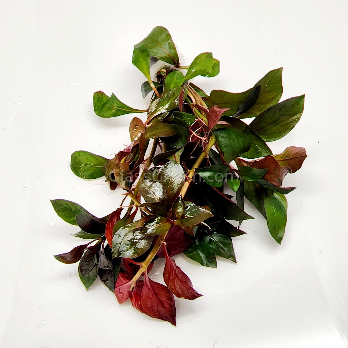 Bunch Ludwigia Repens Dark Red