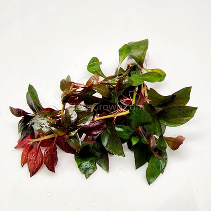 Bunch Ludwigia Repens Dark Red