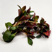Bunch Ludwigia Repens Dark Red