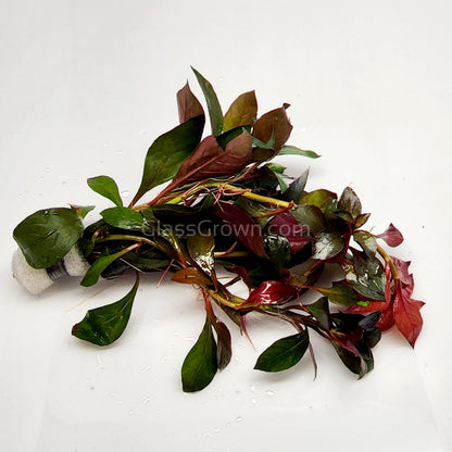 Bunch Ludwigia Repens Dark Red