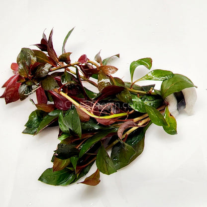 Bunch Ludwigia Repens Dark Red
