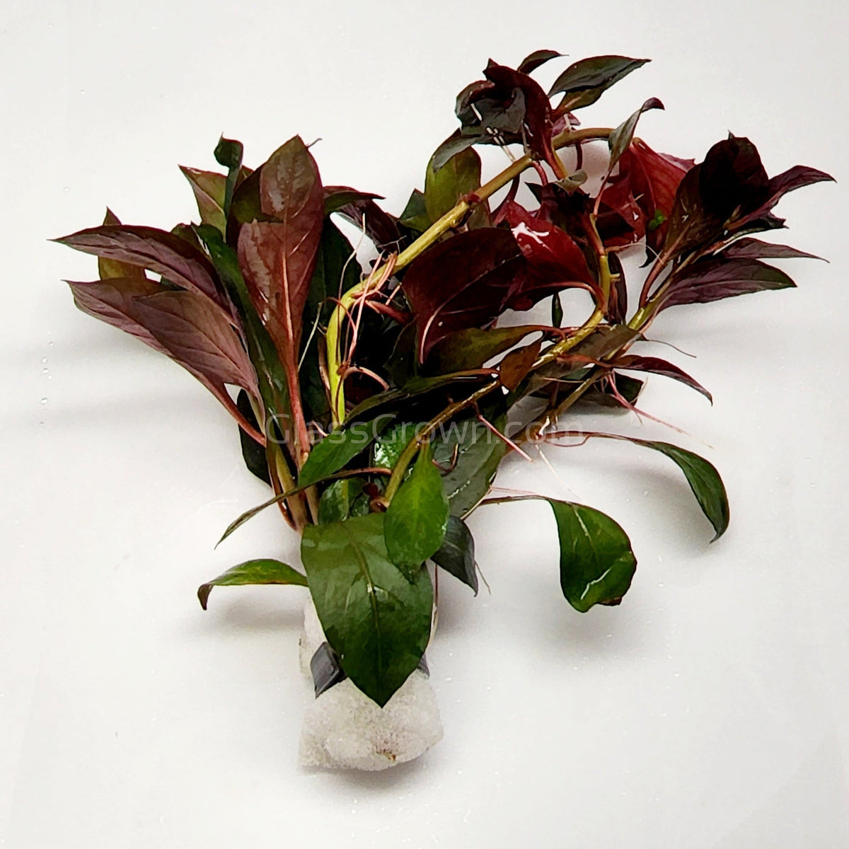 Bunch Ludwigia Repens Dark Red