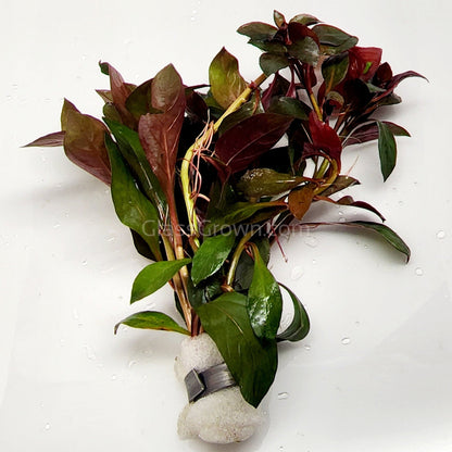 Bunch Ludwigia Repens Dark Red