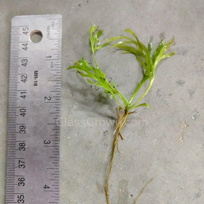 Lace Leaf Water Sprite (Indian Fern)