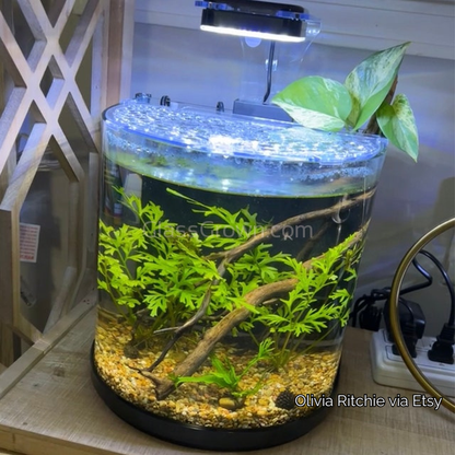 Lace Leaf Water Sprite (Indian Fern)