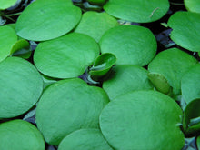 Live Frogbit Limnobium laevigatum – Hardy Floating Aquatic Plant for Ponds, Water Gardens, Bog Gardens
