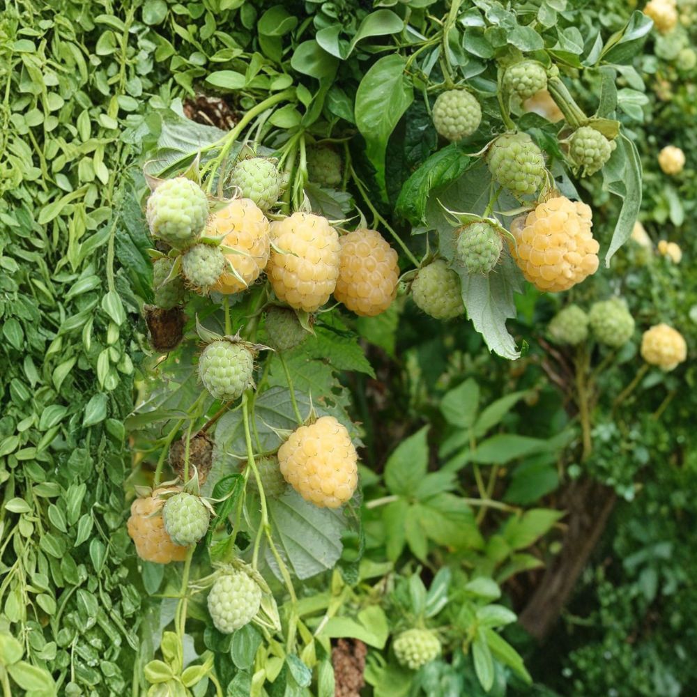 Anne Yellow Raspberry Live Rooted Plant | Sweet Golden Fall Bearing Berry | Zones 4-9