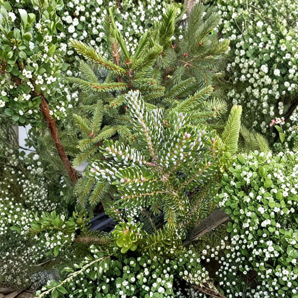 Horstmann’s Silberlocke Korean Fir – 12 Inch Live Evergreen Conifer in 1 Gallon Pot | Abies koreana Silver Needle Fir