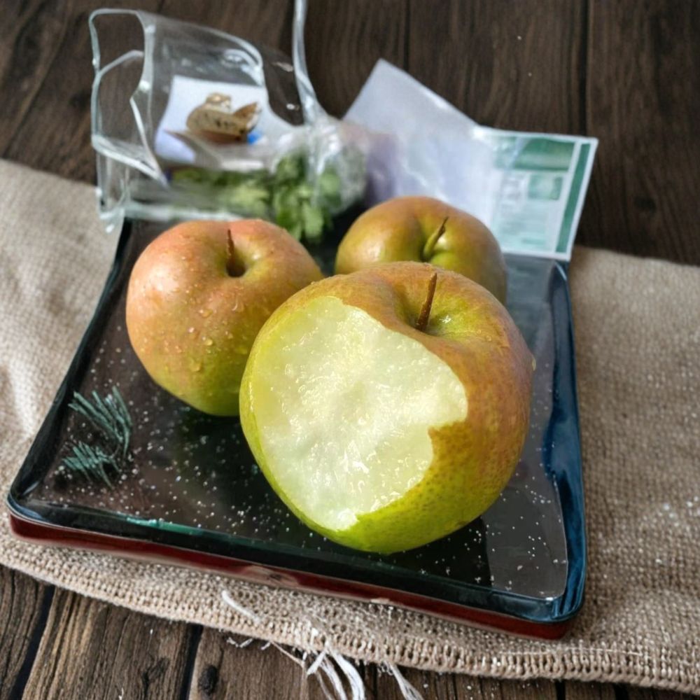 Yulu Fragrant Pear Tree – Pyrus pyrifolia Bare Root | 32–36 Inches | Sweet Juicy Asian Pear