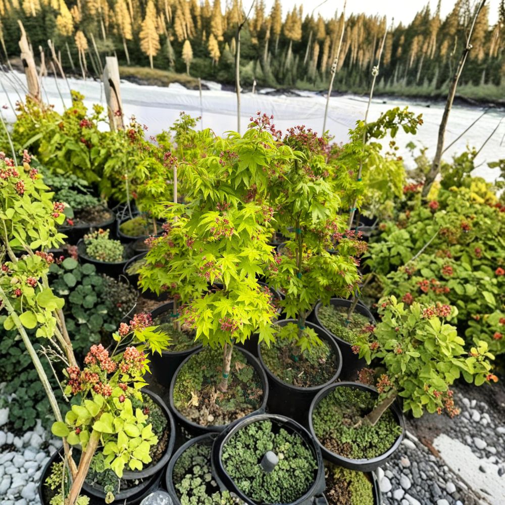 Acer palmatum ‘Summer Gold’ – Heat Tolerant Golden Yellow Japanese Maple, 20–35 Inches Tall, #3 Container