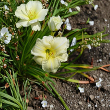 Joan Senior Daylily - 3 Live Bare Root Plants | Hardy White Perennial Hemerocallis