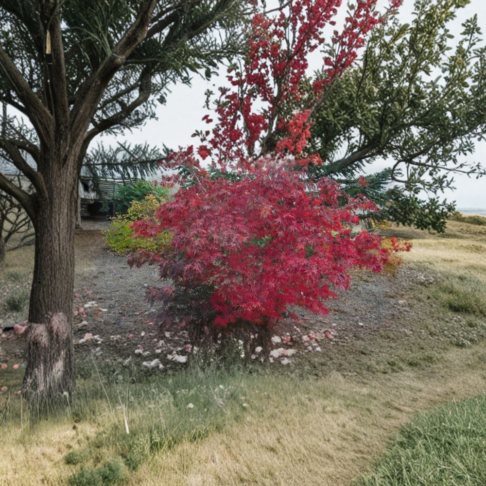 Acer palmatum ‘Wakehurst Pink’ – Rare Upright Japanese Maple Tree with Bright Pink Spring Foliage
