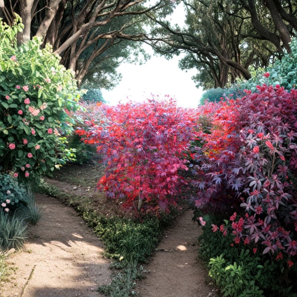 Acer palmatum ‘Ruth’s Red’ Live Japanese Maple | Rare Upright Red Maple Tree | Dark Maroon Ornamental Acer