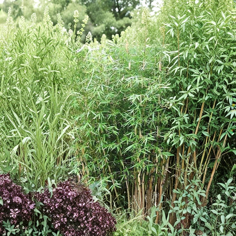 Fargesia Scabrida Bamboo - Non Invasive Clumping Evergreen Bamboo in 1 Gallon Pot
