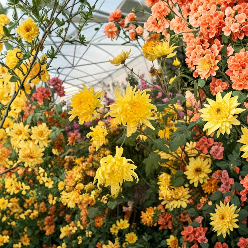 Yellow Ball Mum Plants – 2 Pack Perennial Chrysanthemum with Large Yellow Blooms