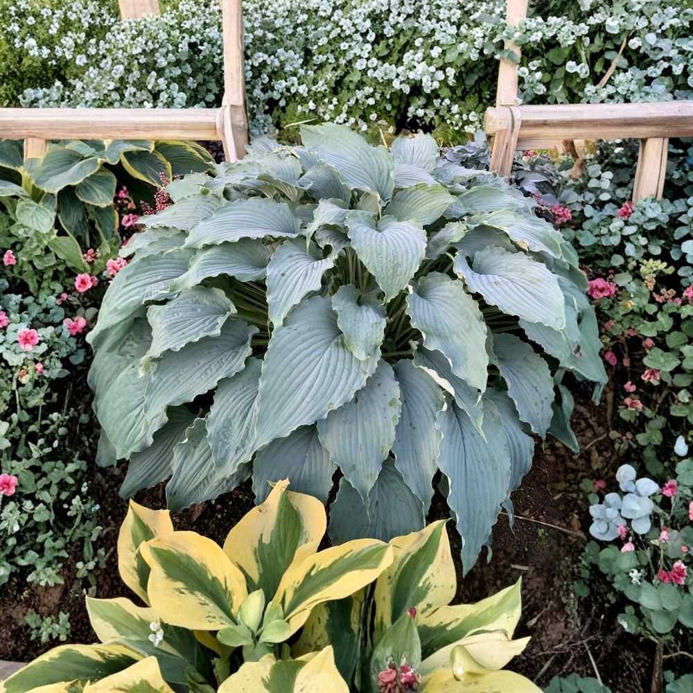 Hosta ‘Wind Beneath My Wings’ – Large Blue Shade Perennial | 3 Inch Starter Plant