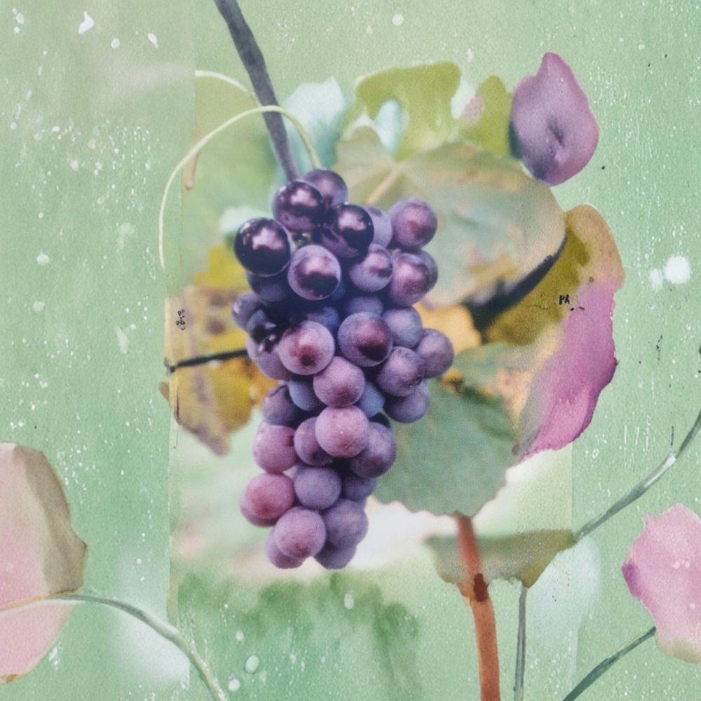 Champanel Grape Vine 3 Gallon Live Plant | Sweet Red & Black Grapes | Fast Growing Climbing Fruit Vine