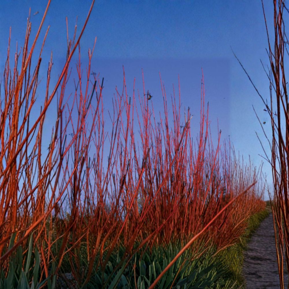 Cornus sericea 'Baileyi' Red Twig Dogwood Live Plant | 4 Inch Pot | Native Flowering Shrub