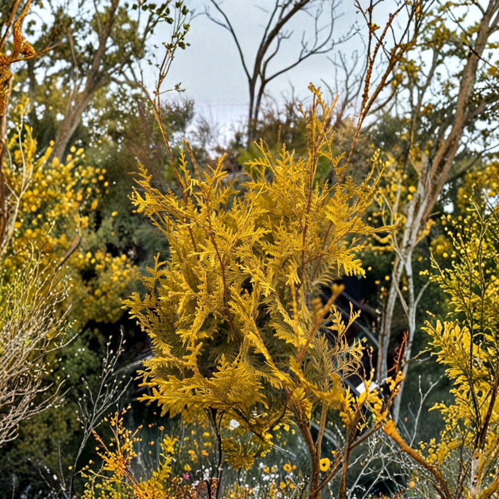 Lutea Arborvitae – Live Golden Evergreen Tree in Quart Pot | Thuja occidentalis ‘Lutea’