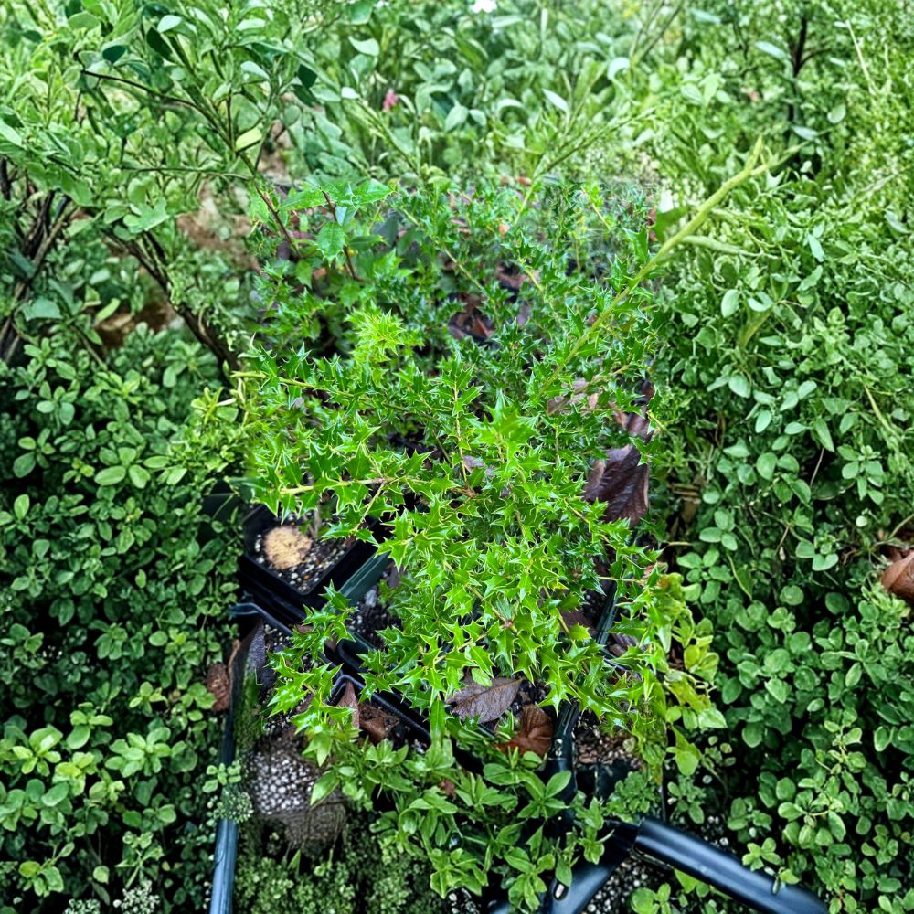 Carolina Cone Holly - Evergreen Privacy Tree in Quart Pot | Ilex x ‘Carolina Cone’