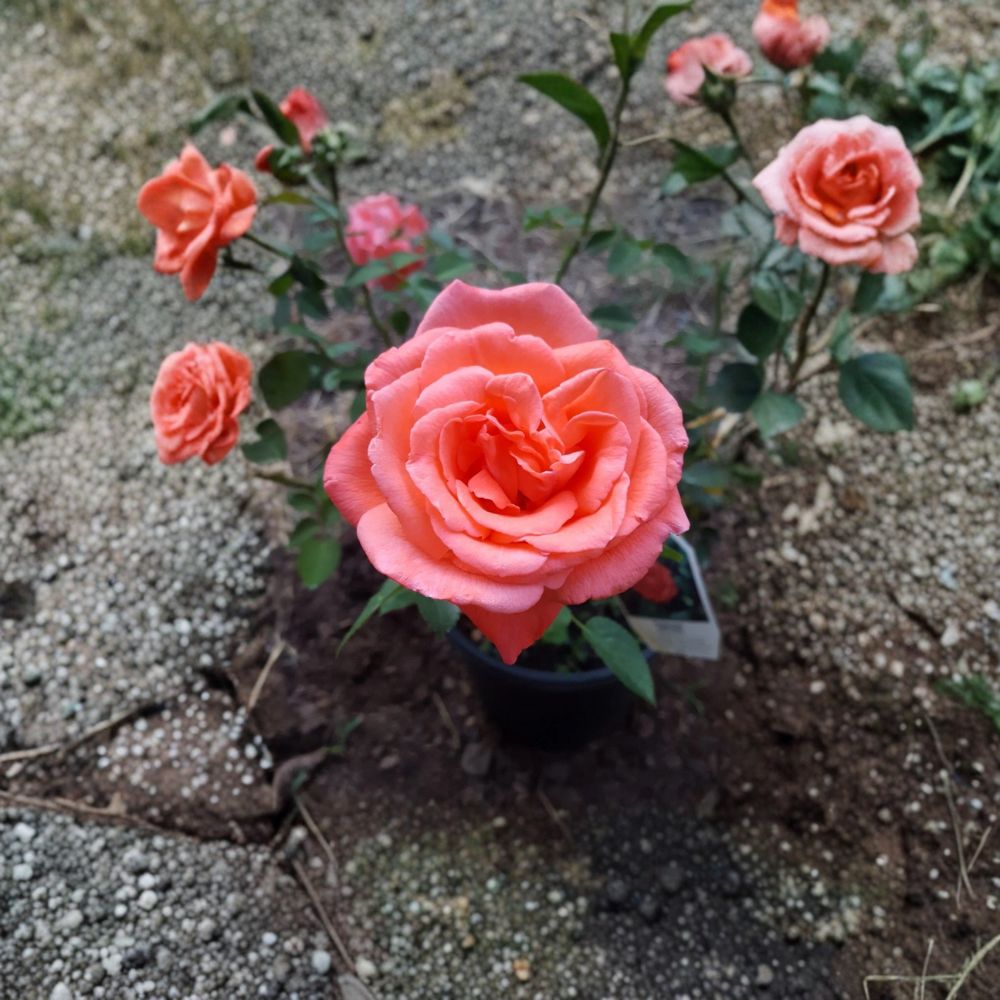 Tropicana Hybrid Tea Rose - 5 Gallon Live Bush Plant with Fragrant Orange Blooms