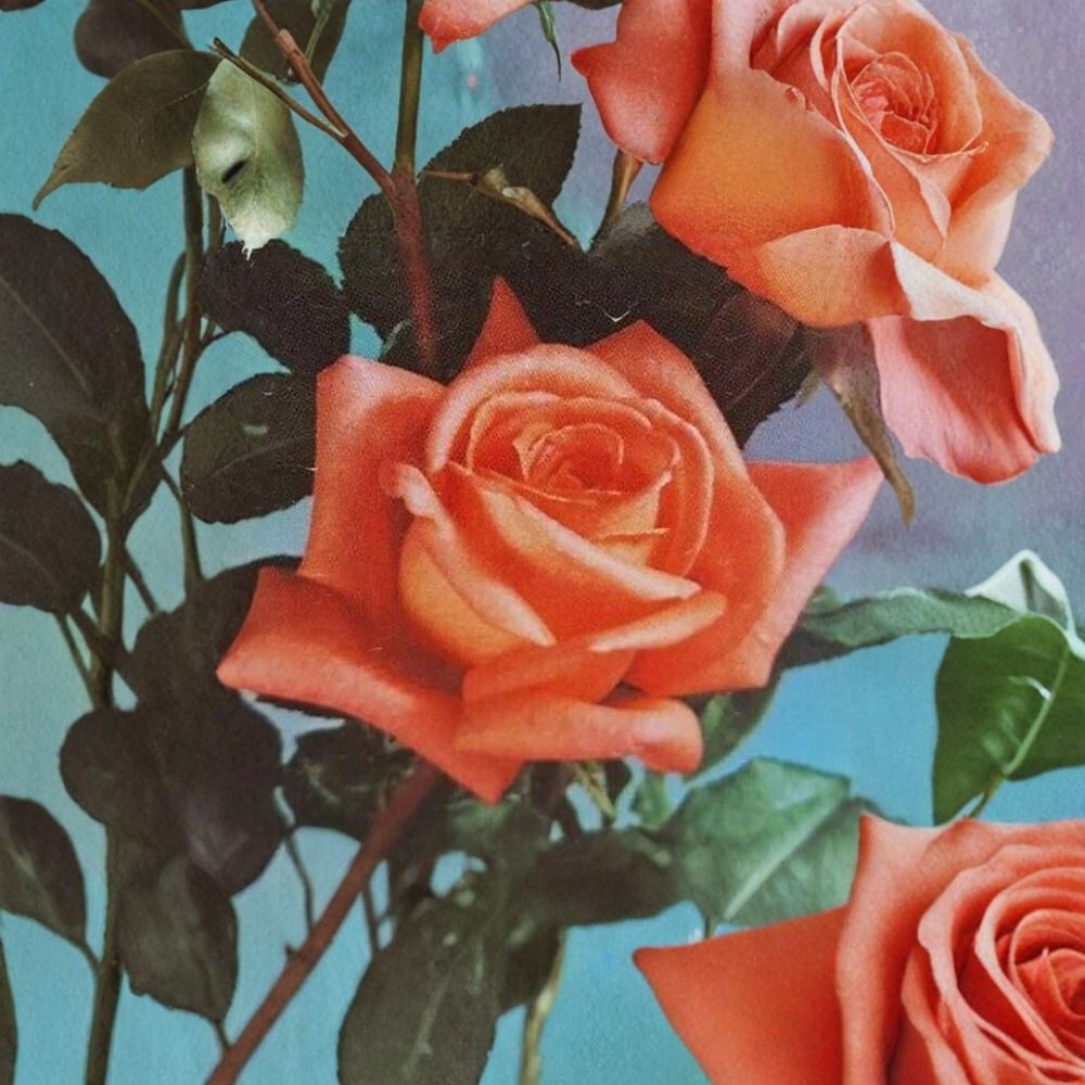 Shreveport Rose - Rosa Hybrid Tea Live Plant | 1 Gallon | Orange Blooms