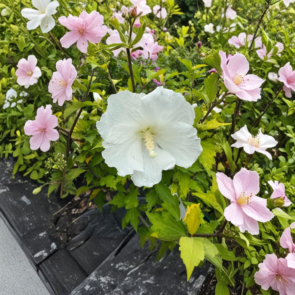 Diana Rose of Sharon – Hibiscus syriacus Live Plant | 2 Gallon Pot | Pure White Flowering Shrub