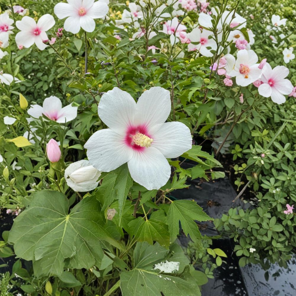 Lohengrin Rose of Sharon Live Plant | Hibiscus paramutabilis x syriacus | 2 Gallon Pot | Lavender Pink Summer Blooms