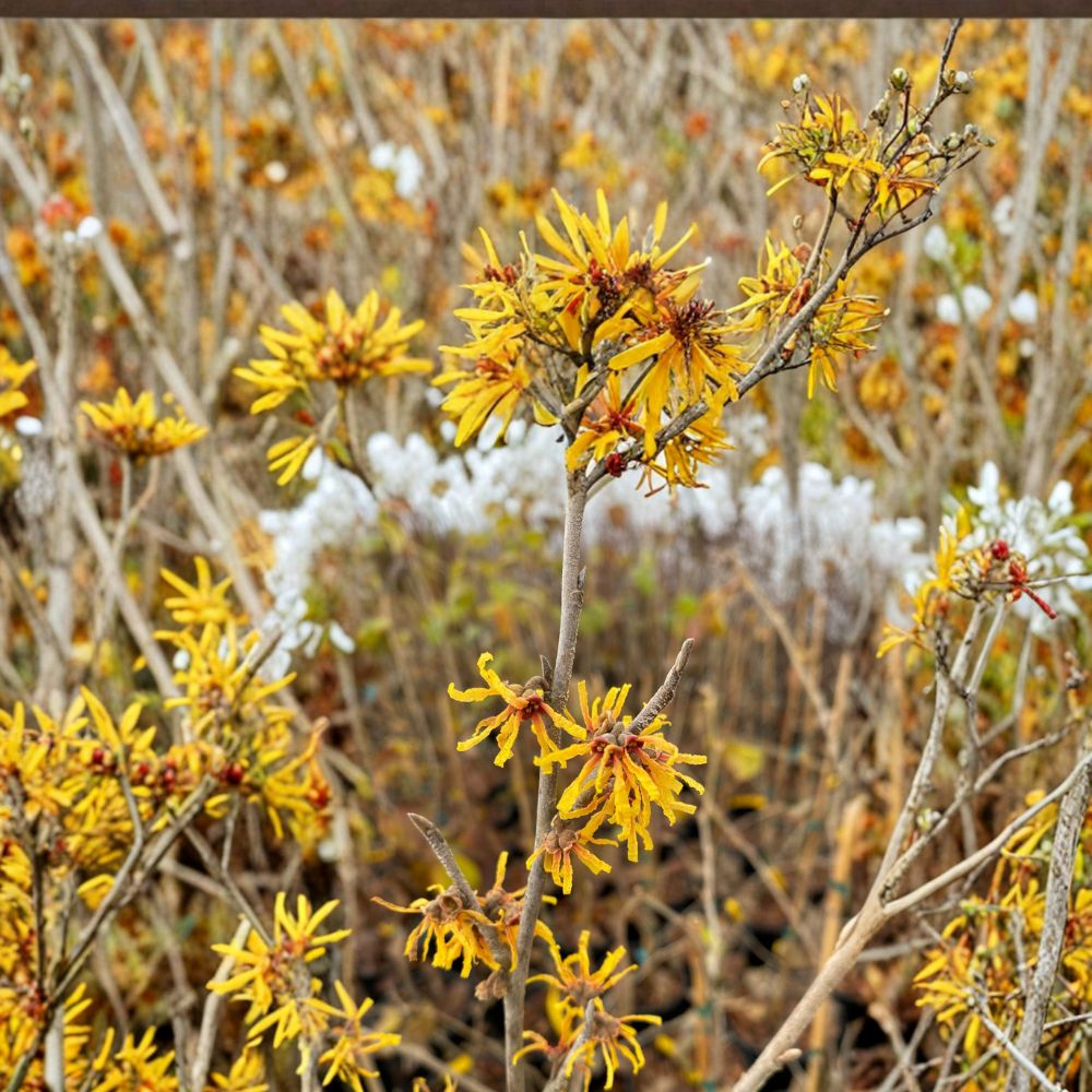 Hamamelis virginiana 'Winter Champagne' Witch Hazel Live Plant | 12 Inch | 1 Gallon Pot | Winter Blooms