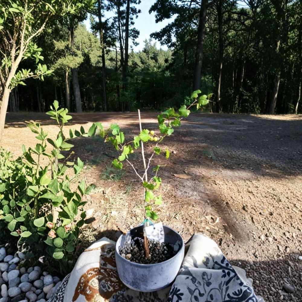 Bronze Tara Muscadine Grape Vine – 1 Gallon Live Plant | Self-Fertile Sweet Bronze Grapes