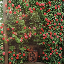 Climbing America Rose Salmon Pink Live Bush Plant 5 Gallon Fragrant Trellis Friendly