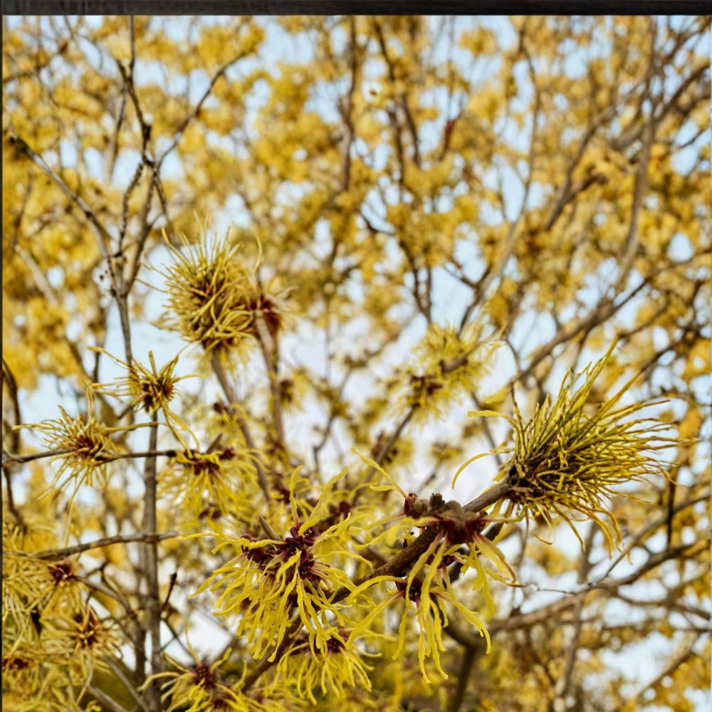 Hamamelis x intermedia 'Brandis' Witch Hazel Live Plant - 30 Inch, 2 Gallon Pot, Bright Yellow Winter Blooms