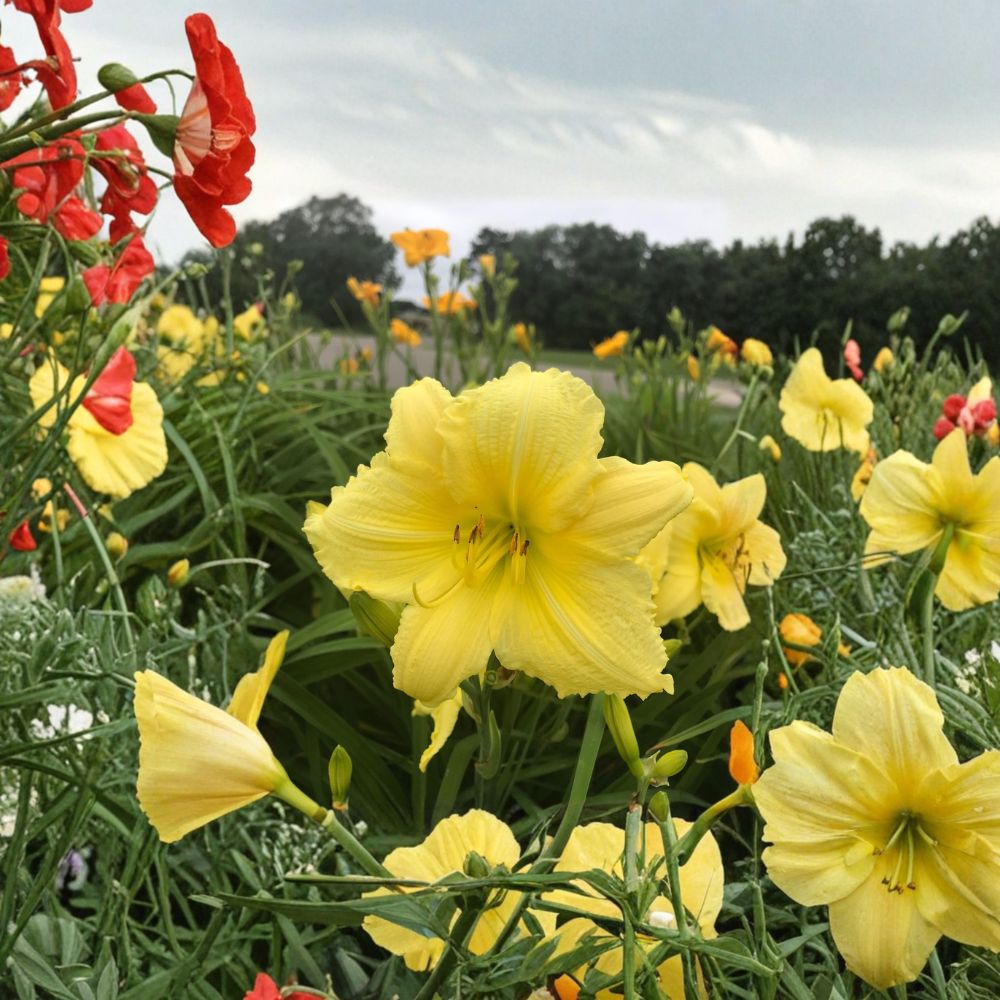 Hemerocallis 'Big Time Happy' Daylily – 3 Bare Root Plants | Lemon Yellow Reblooming Perennial
