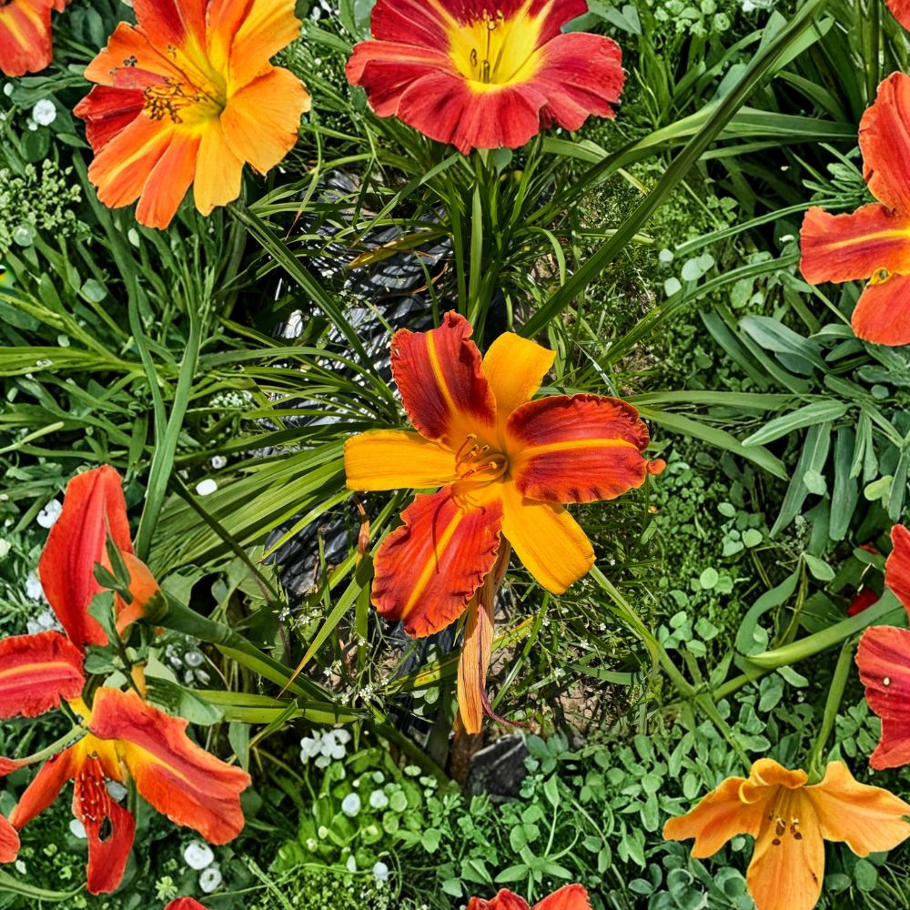 Hemerocallis 'Frans Hals' Daylily – 3 Bare Root Plants | Hardy Bicolor Perennial