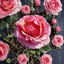 Princesse de Monaco Rose - Live Grandiflora Rose Plant 1 Gallon Pink Cream Blooms