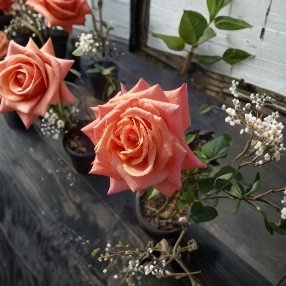 Arizona Grandiflora Rose Live Plant | 3 Gallon Orange Yellow Blooms | Vibrant Garden Rose