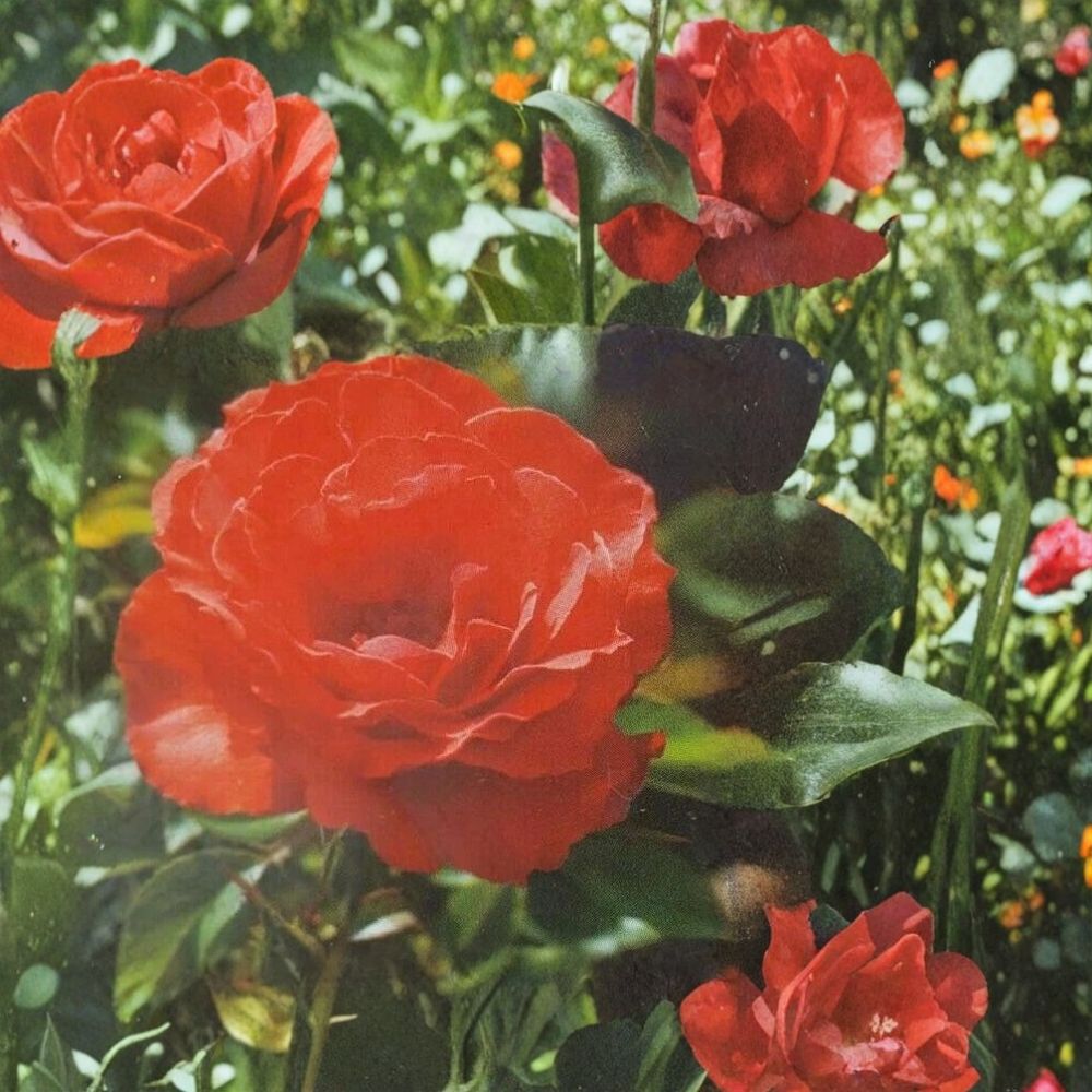 Impatient Floribunda Rose Live Bush Plant | 2 Gallon Rooted Rose for Garden & Landscape