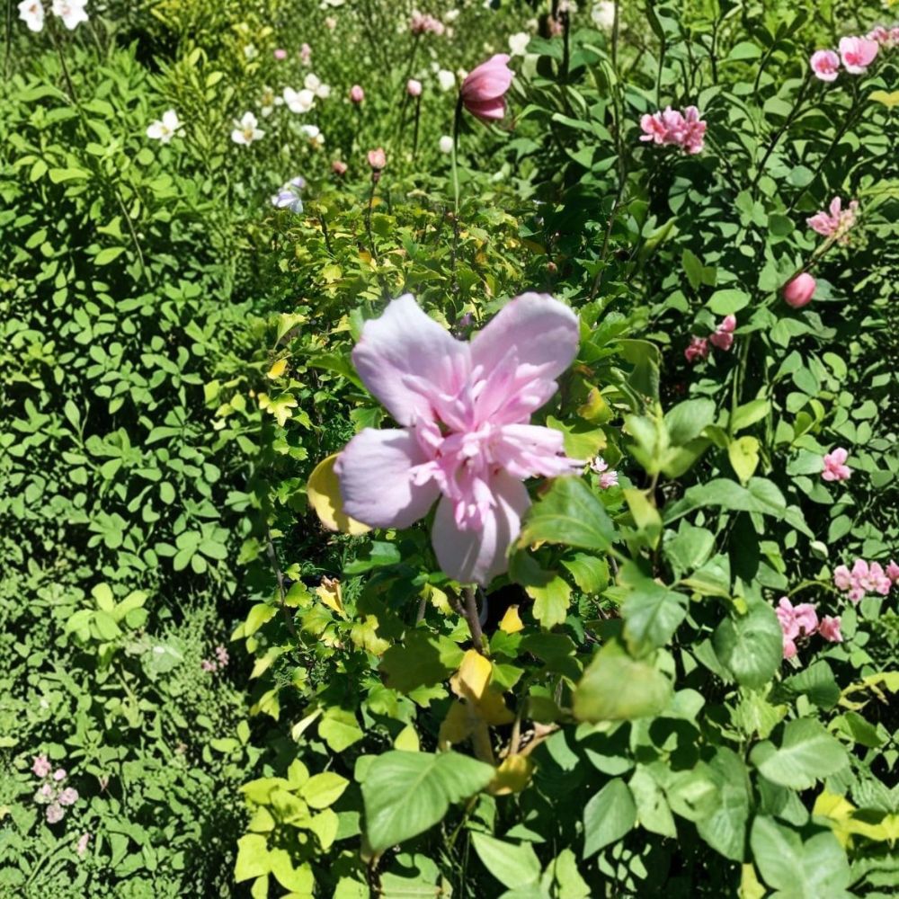 Double Flower Pink Althea – Hibiscus syriacus Live Plant | 1 Gallon Rose of Sharon Shrub