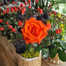 Marina Everblooming Floribunda Rose Live Bush Plant 5 Gallon Rooted Rose