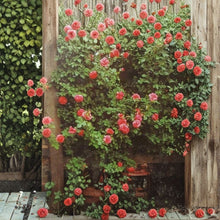 Climbing America Rose Live Plant | 2 Gallon Rooted Climbing Rose | Salmon Pink Blooms