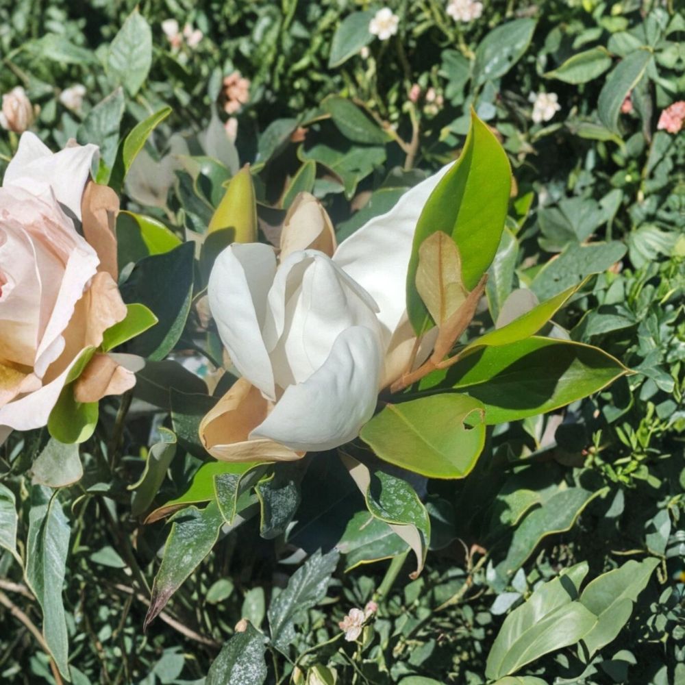 Southern Magnolia Tree - Magnolia grandiflora Live Evergreen Tree 4-5 Feet Tall