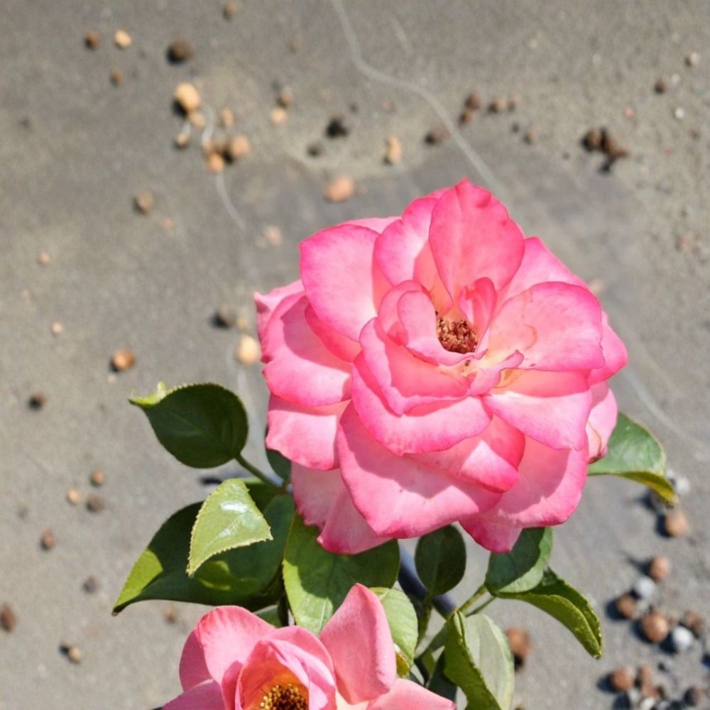 Nichole Floribunda Rose Live Plant | 5 Gallon White Pink Everblooming Rose Bush