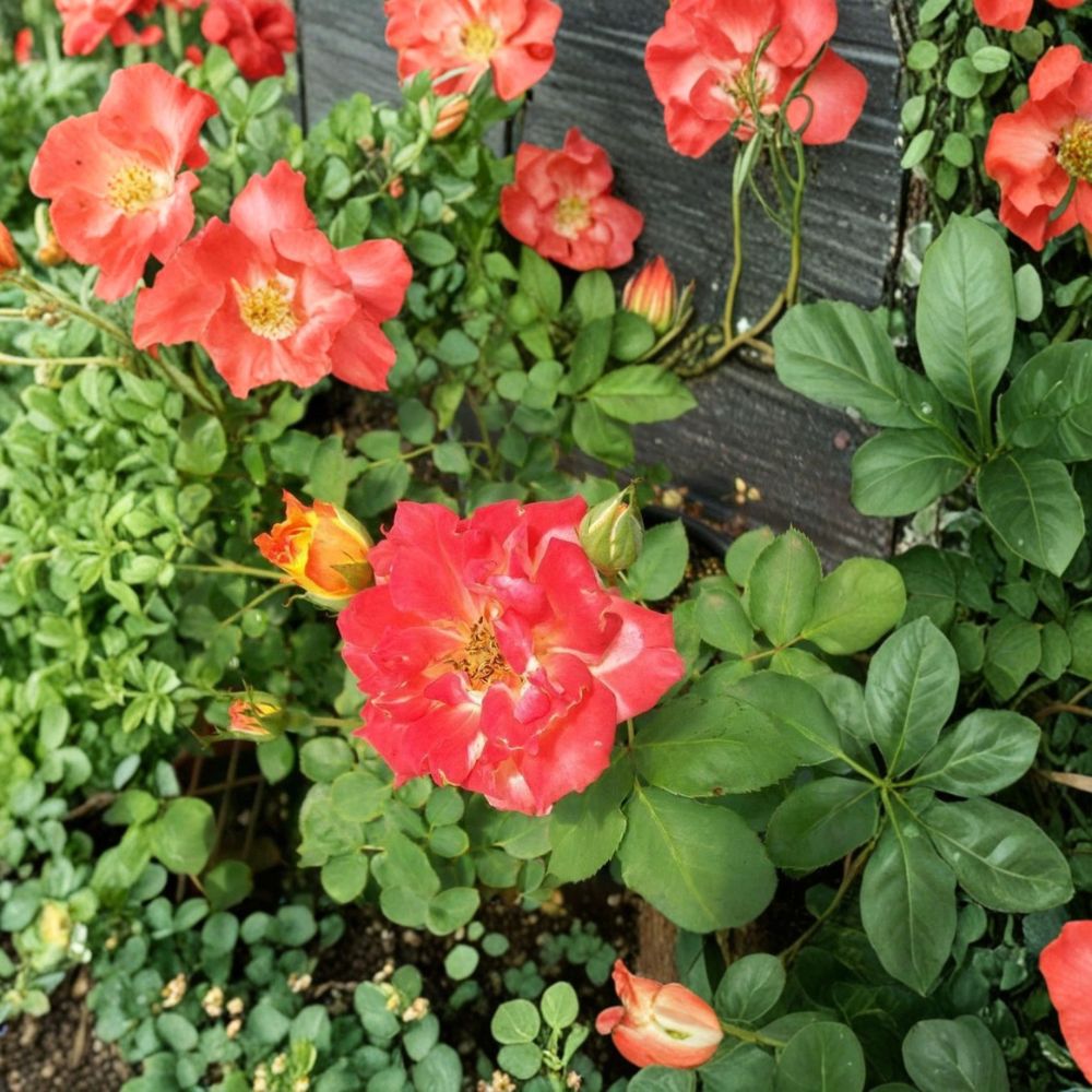 Pinata Rose Live Rose Bush Plant | 5 Gallon | Yellow Orange Blooms | Flowering Shrub