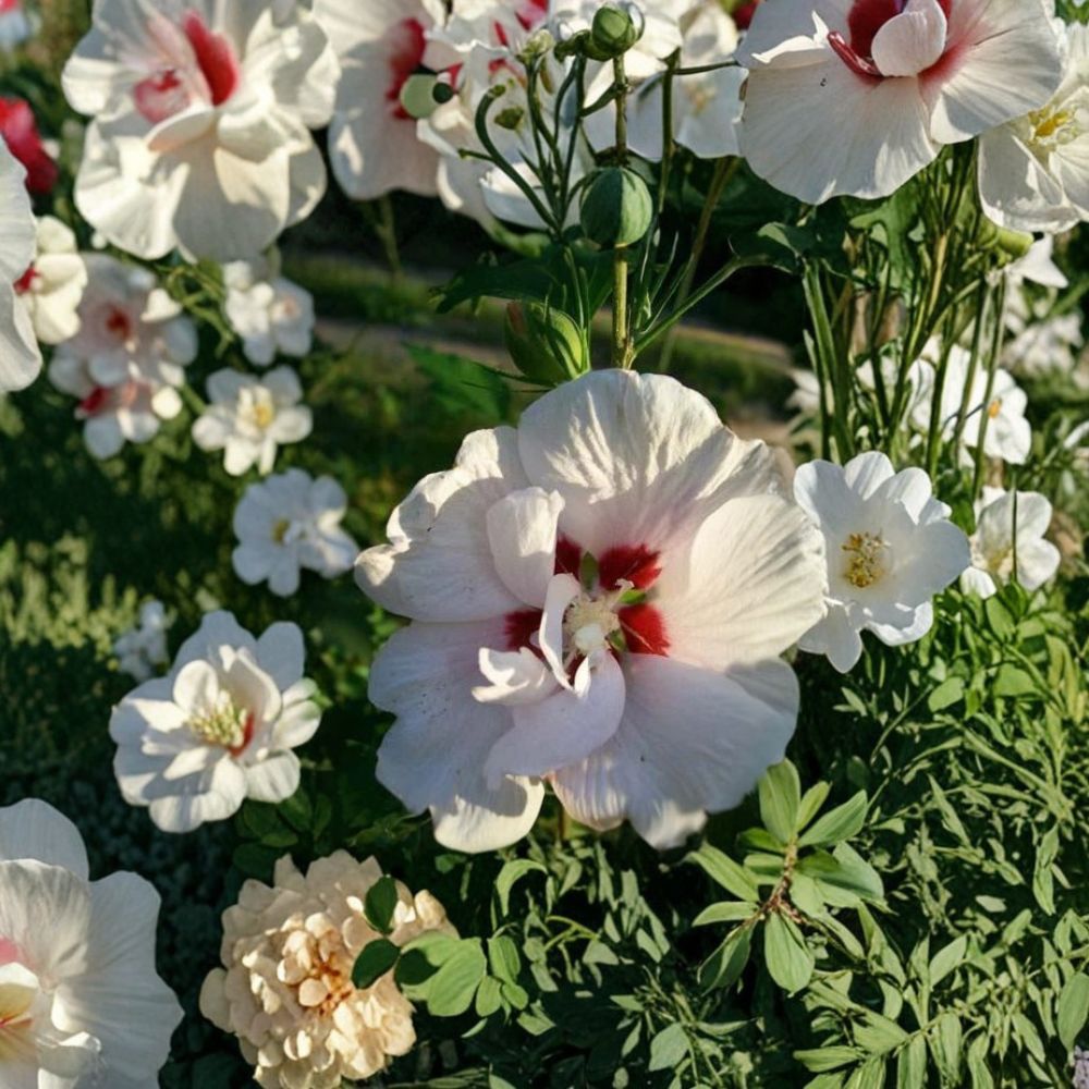 Double Flower White Althea Rose of Sharon – 5 Gallon Live Shrub Plant | Hardy Landscape Shrub
