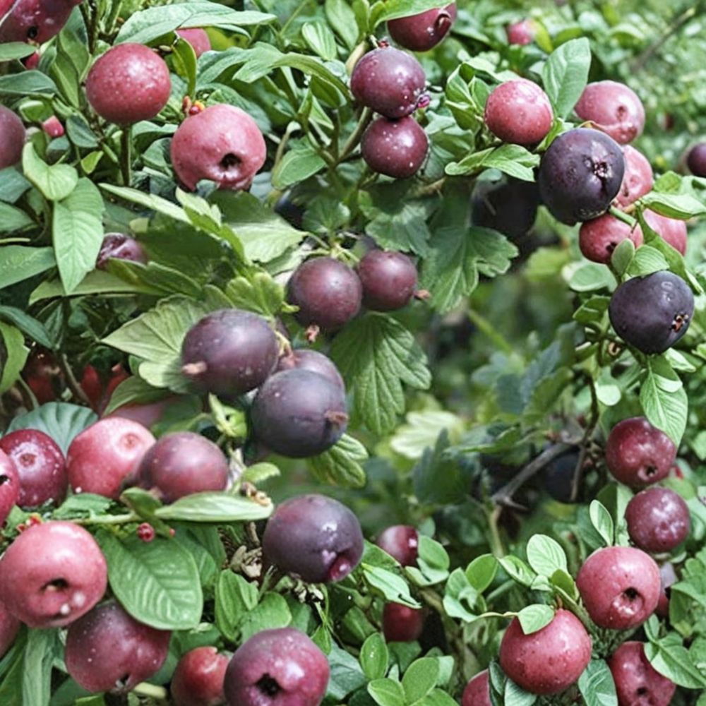 Black Velvet Gooseberry Live Rooted Plant | Sweet Dessert Berry Shrub Zones 4-7